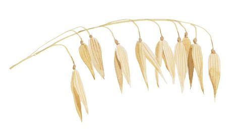 Extracto de Avena