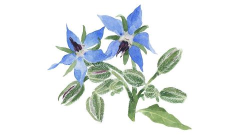 Aceite de Borraja