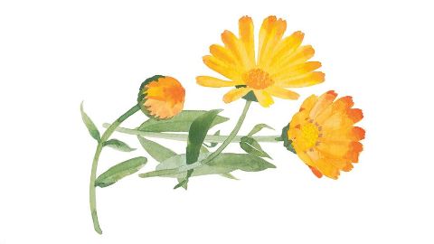 Extracto de flores de Caléndula