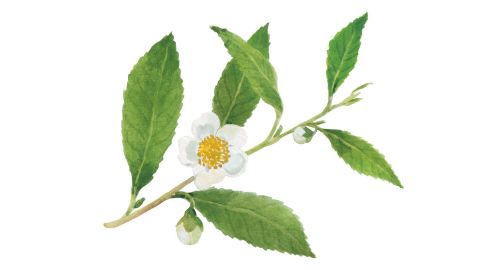 Extracto de Té Verde