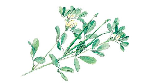 Fenugreco