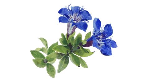 Genciana azul