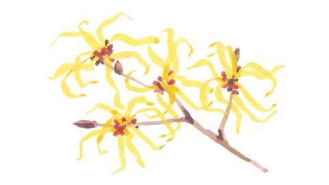 Destilado de Hamamelis
