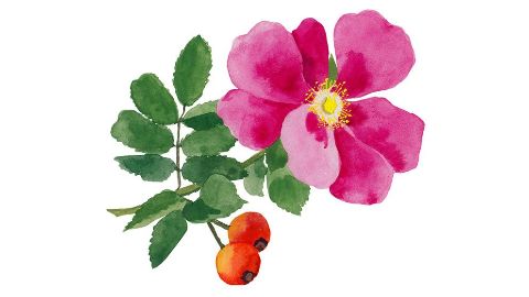 Aceite de semillas de Rosa Mosqueta